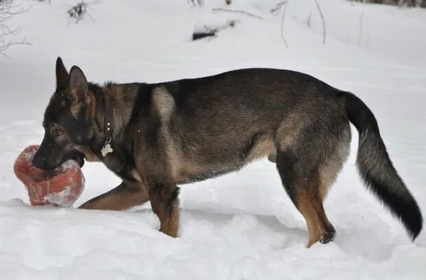 Как дрессировать немецкую овчарку (12)16