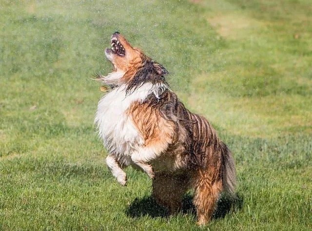 Карликовые колли: преданные друзья и идеальные пастушьи собаки6