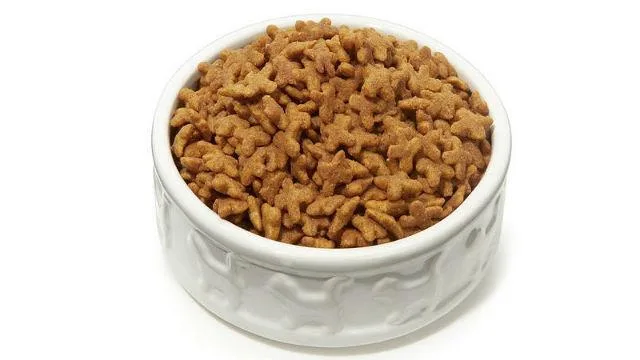 Сколько лет живут шпицы: продолжительность жизни и уход за питомцем2