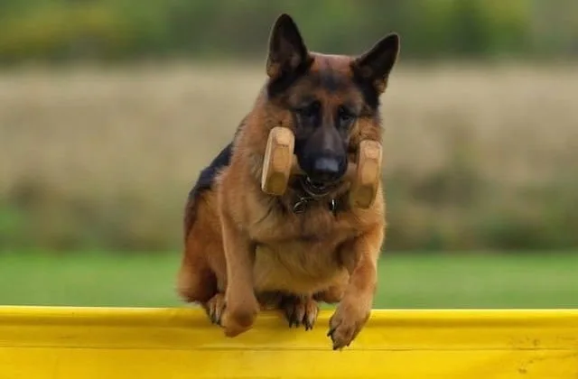 Дрессировка немецкой овчарки (1)24