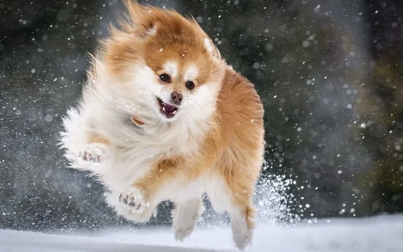 Как ухаживать за померанским шпицем: советы по уходу за миниатюрными северными псами4