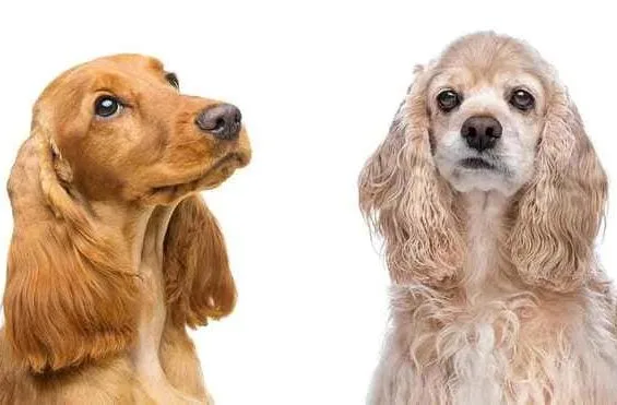 Американский кокер-спаниель (25)14