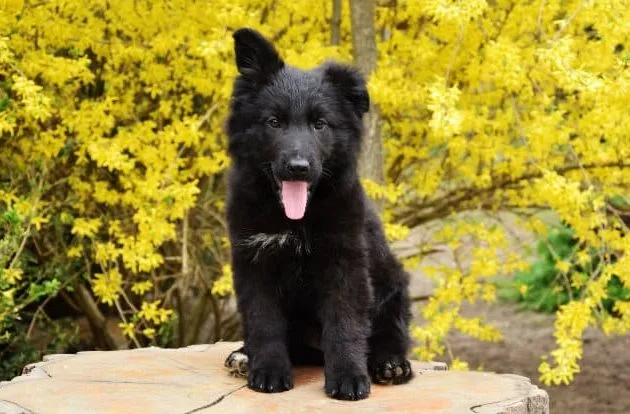 Черная немецкая овчарка (9)10