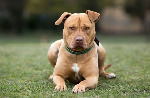 Американский питбультерьер (11)15