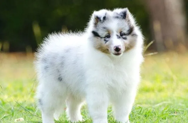 Карликовые колли (шелти) (2)12