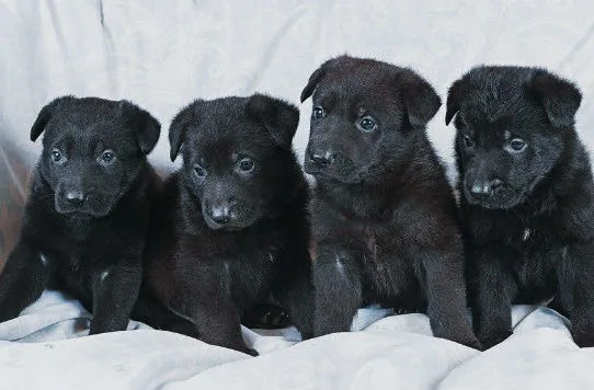 Черная немецкая овчарка (3)8