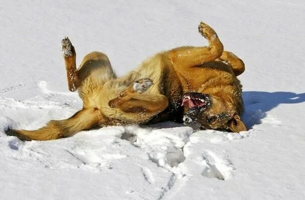 Как дрессировать немецкую овчарку (13)27