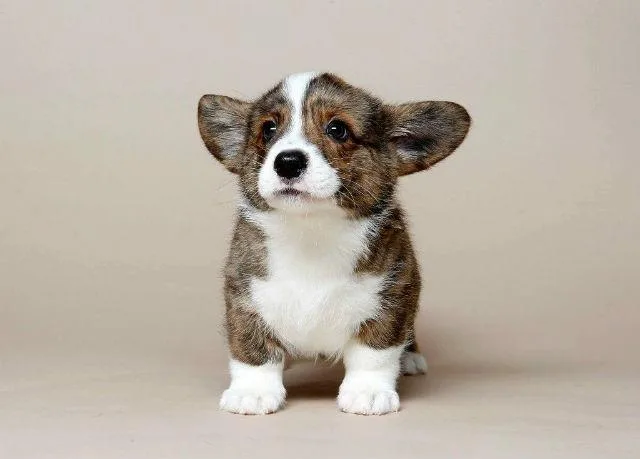 Вельш-корги-кардиган: улыбчивый пастушонок и королевский питомец4