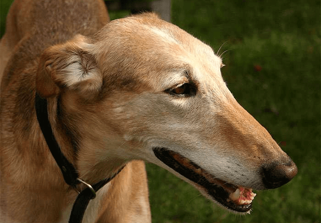 Польская борзая: быстрое и ловкое охотничье соб犬 для дроф5