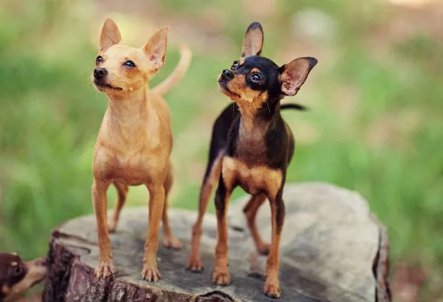 Как правильно выбрать имя для тойтерьера: советы и идеи4