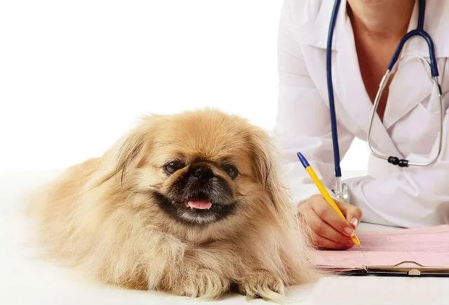 Запор у йорка, чихуахуа и пекинеса: причины, симптомы и эффективные методы профилактики3