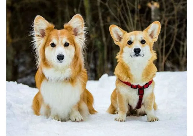 Длинношерстный корги флаффи: самостоятельная порода или редкая аномалия?1