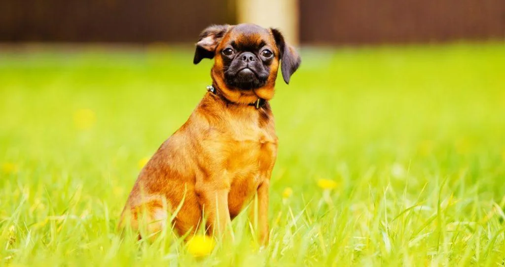 Пти-брабансон: полное описание породы, уход и советы для владельцев5