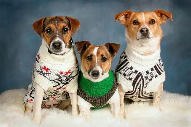 Одежда для джек-рассел-терьера: необходимость для здоровья или прихоть владельца?6