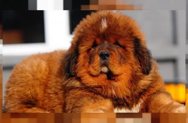 Собака тибетский мастиф (2)18