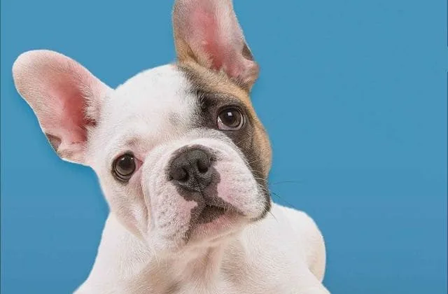 Французский бульдог мини (2)17