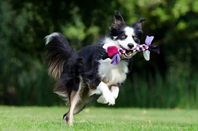 Бордер-колли: умнейшая порода собак, сравнимая с «Вассерманом» среди питомцев3