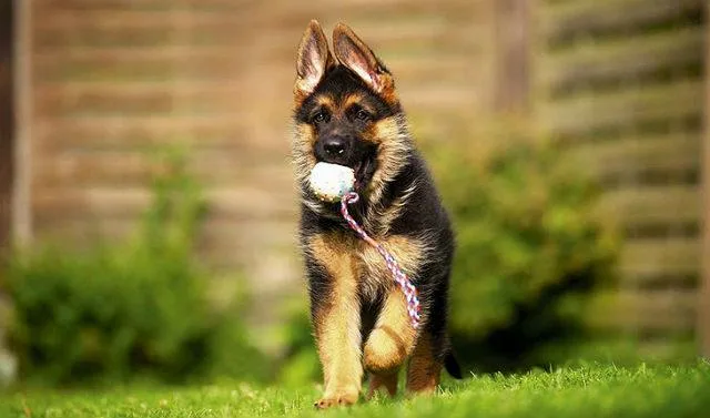 Идеальные имена для немецкой овчарки, подчеркивающие ее лучшие качества2