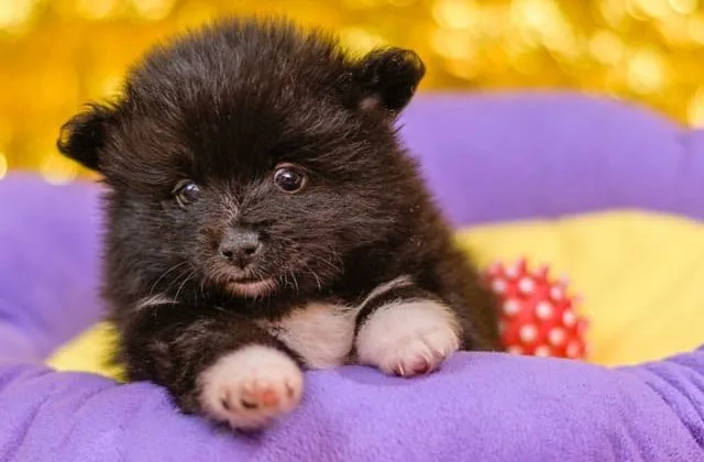 Шпиц померанский (1)19