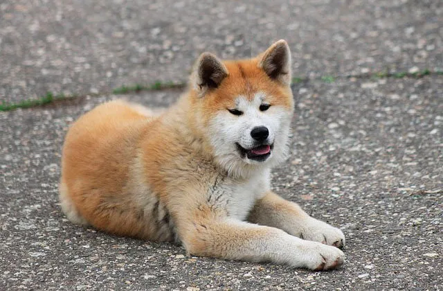 акита-ину-116