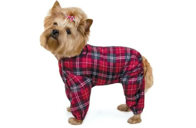 Одежда для йорков (9)11