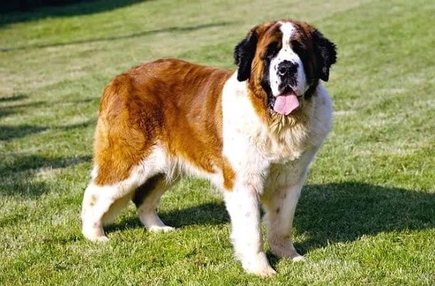 Сенбернар (2)18