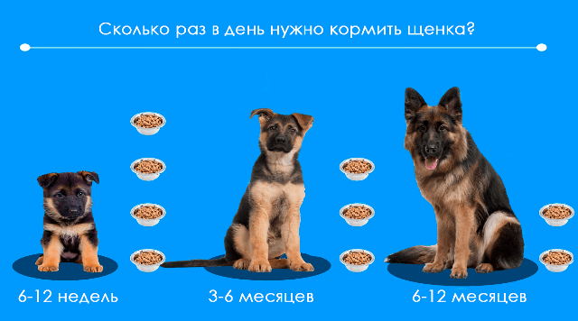 Сколько лет живут немецкие овчарки: продолжительность жизни и факторы, влияющие на здоровье1