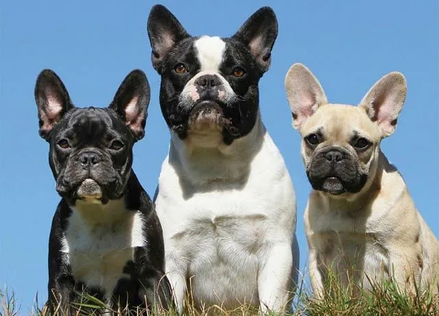 Продолжительность жизни французских бульдогов: факторы, влияющие на здоровье и способы увеличения срока жизни питомца1
