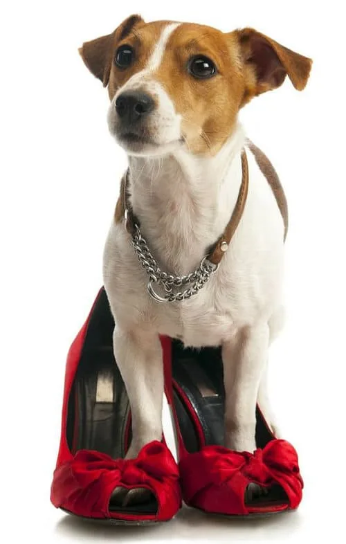 Одежда для джек-рассел-терьера: необходимость для здоровья или прихоть владельца?3