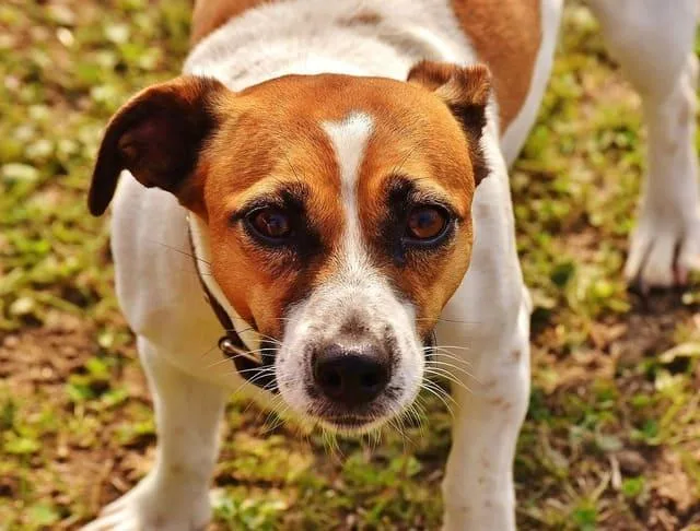 Уход и содержание джек-рассел-терьера: советы и секреты для здоровья и счастья вашего питомца5