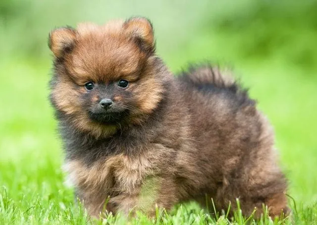 Померанский шпиц медвежьего типа: дружелюбный, смелый и пушистый компаньон для всей семьи5