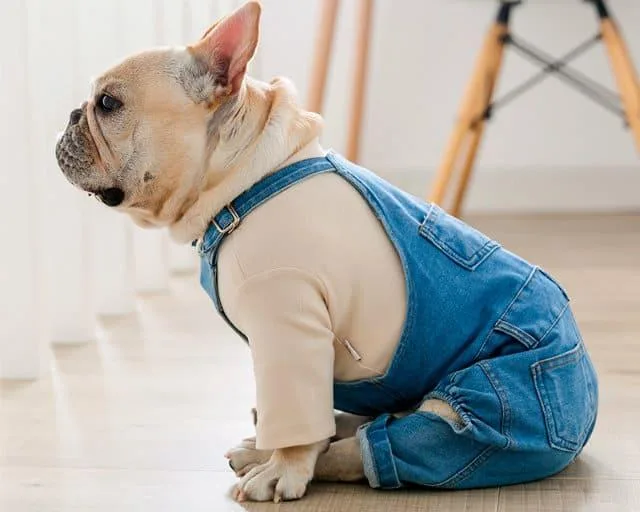 Как смастерить одежду для французского бульдога: комбинезон, жилет и намордник своими руками5