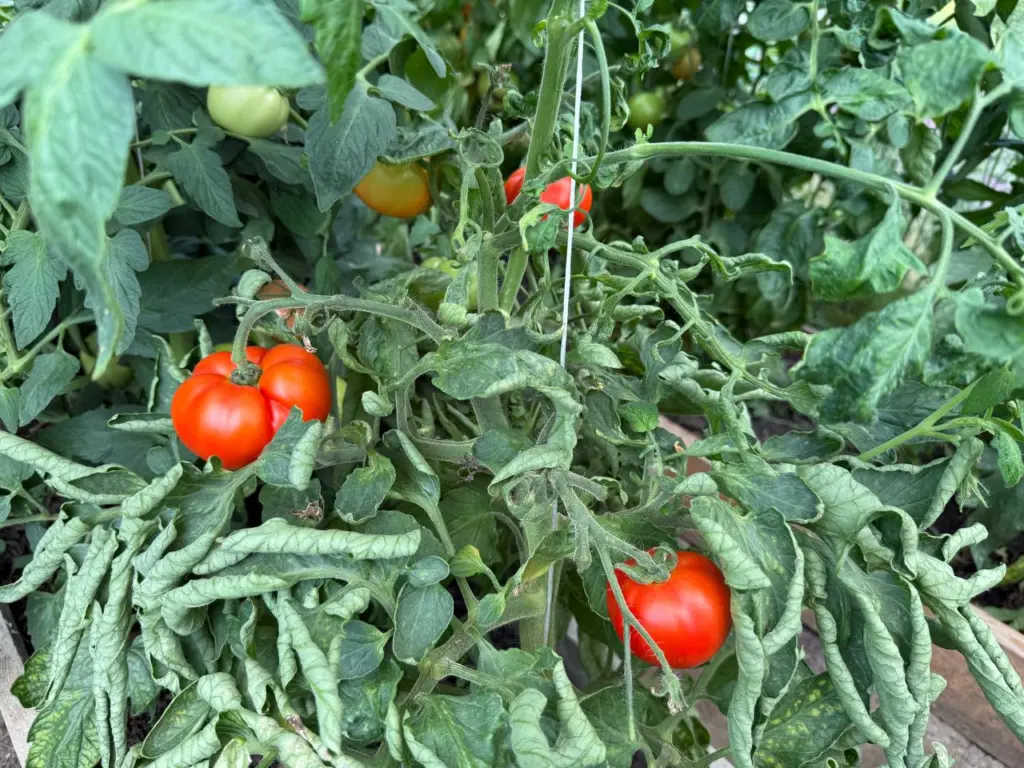 Как правильно подрезать томаты в июле для увеличения урожая в 10 раз