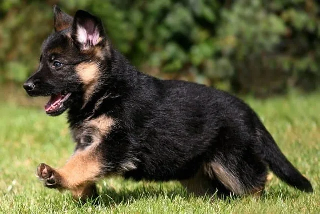 Кормление немецкой овчарки: основные принципы, идеальный рацион и советы опытных кинологов2