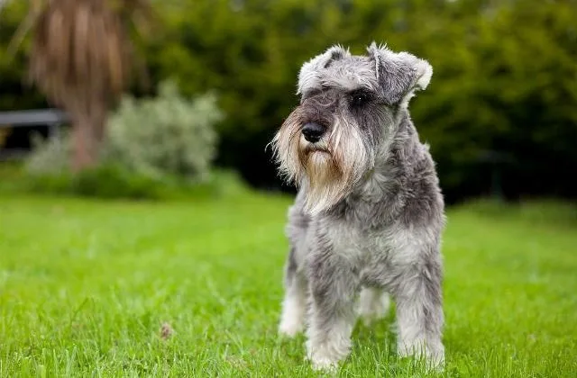 Цвергшнауцер (12)8