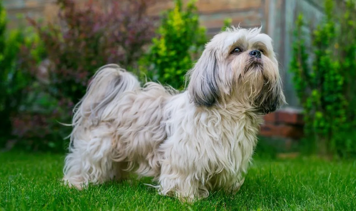 Особенности содержания и характеристика породы ши-тцу: уход, питание и поведение3