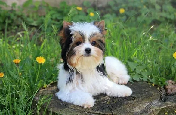 Бивер йорк (10)10