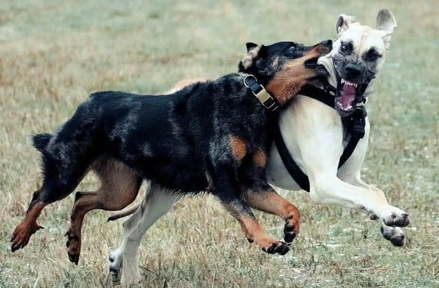 Босерон (1)11