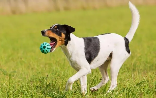 Клички для джек-рассел-терьеров: лучшие имена для вашего питомца3