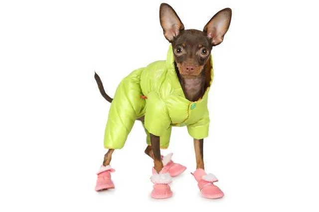 Той-терьер мини: игрушечный «олененок» с уникальным характером и задиристым темпераментом3