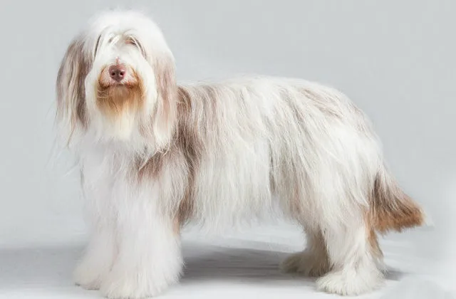 Бородатый колли (12)8