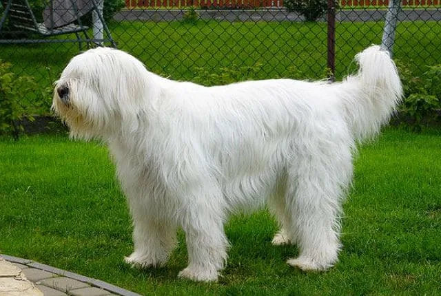 Южнорусская овчарка: полный стандарт породы, характеристики характера и советы по уходу4