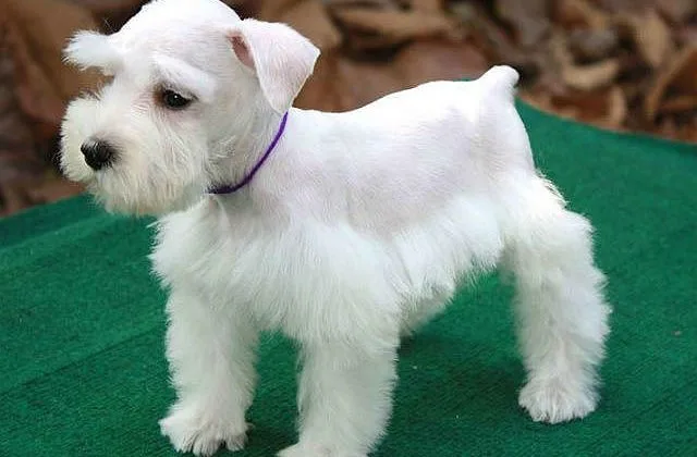 Цвергшнауцер (6)6