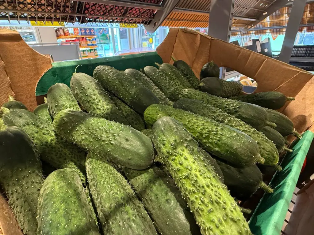 Секреты опытных дачников: как продлить плодоношение огурцов до морозов