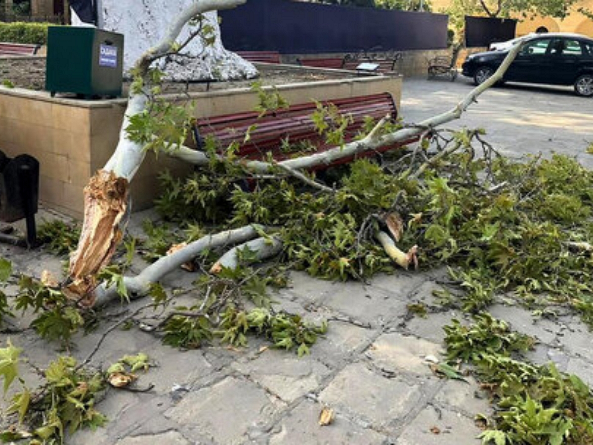 В Дербенте трагически погибла сотрудница «Газпрома» из-за упавшего дерева0