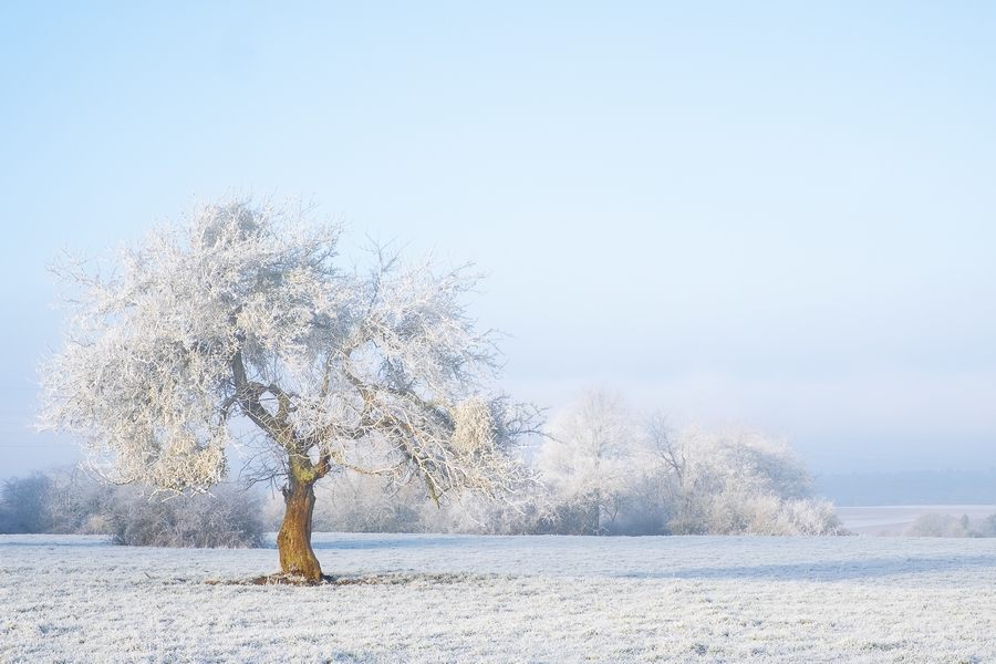 Wide shot of an isolated tree covered in snow in a snowy area. Just like a fairytale0