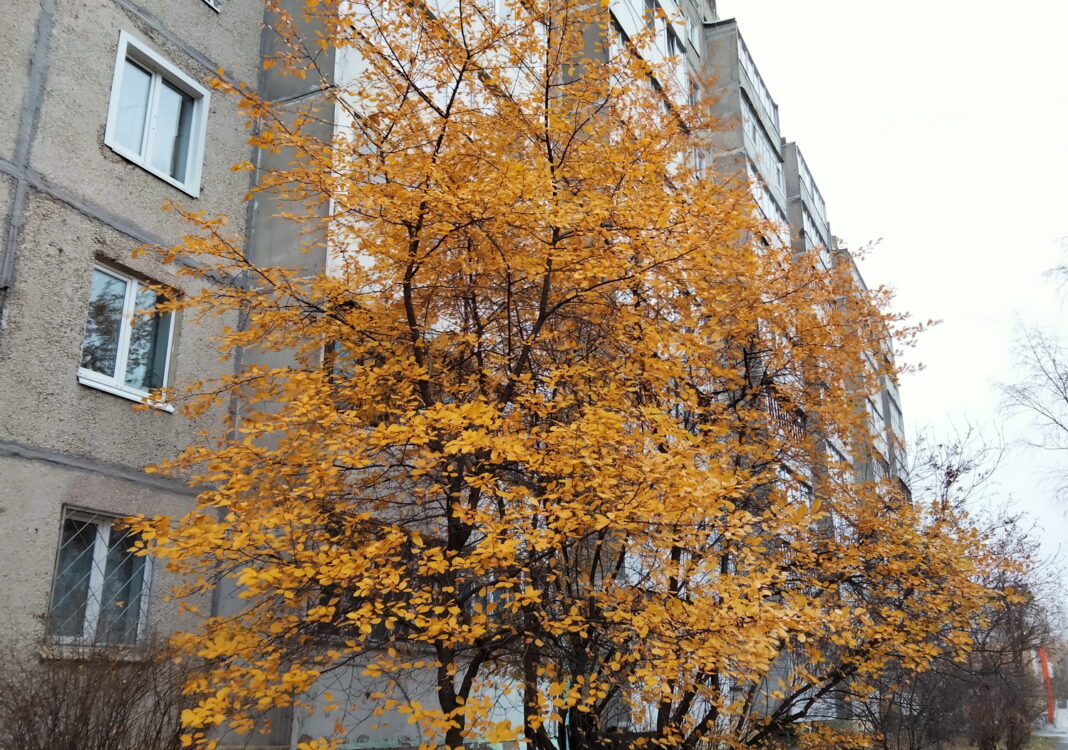 Октябрь 2023: неожиданные погодные сюрпризы и прогнозы от синоптиков на середину осени0