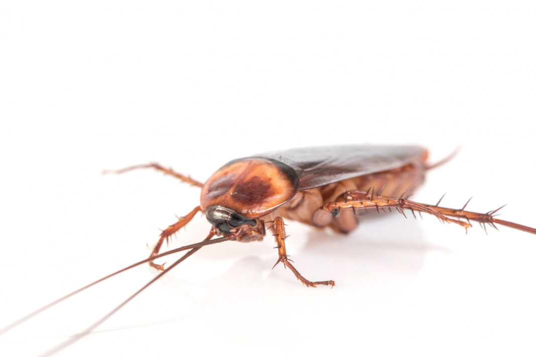 cockroach-on-white-background0