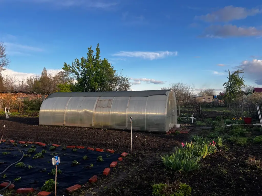 Муравьи покидают огород за сутки: как избавиться от них без химии и хлопот