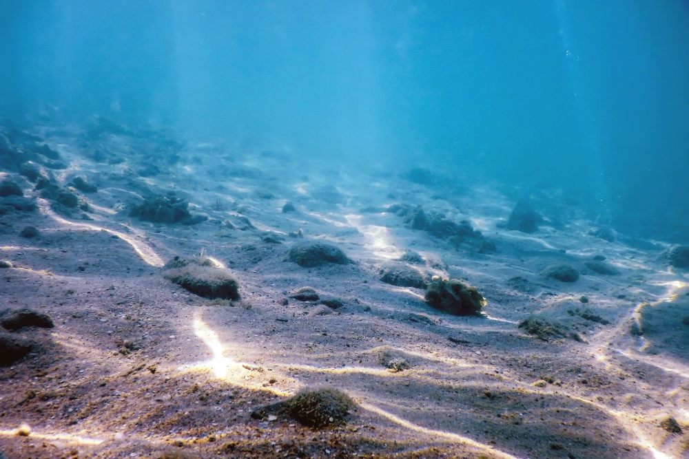Опасные морские обитатели: кого нельзя трогать под водой0